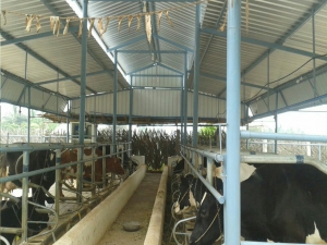 Goat Farm, Dairy Farm, Wooden Cottages in Odisha