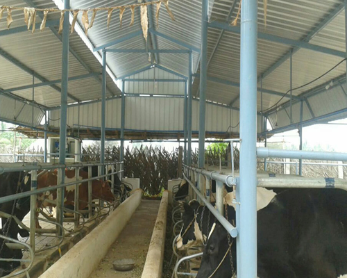 Goat Dairy farm manufacturers in Chennai